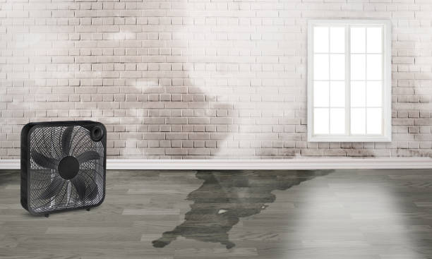 Best Professional water damage repair  in Halls, TN